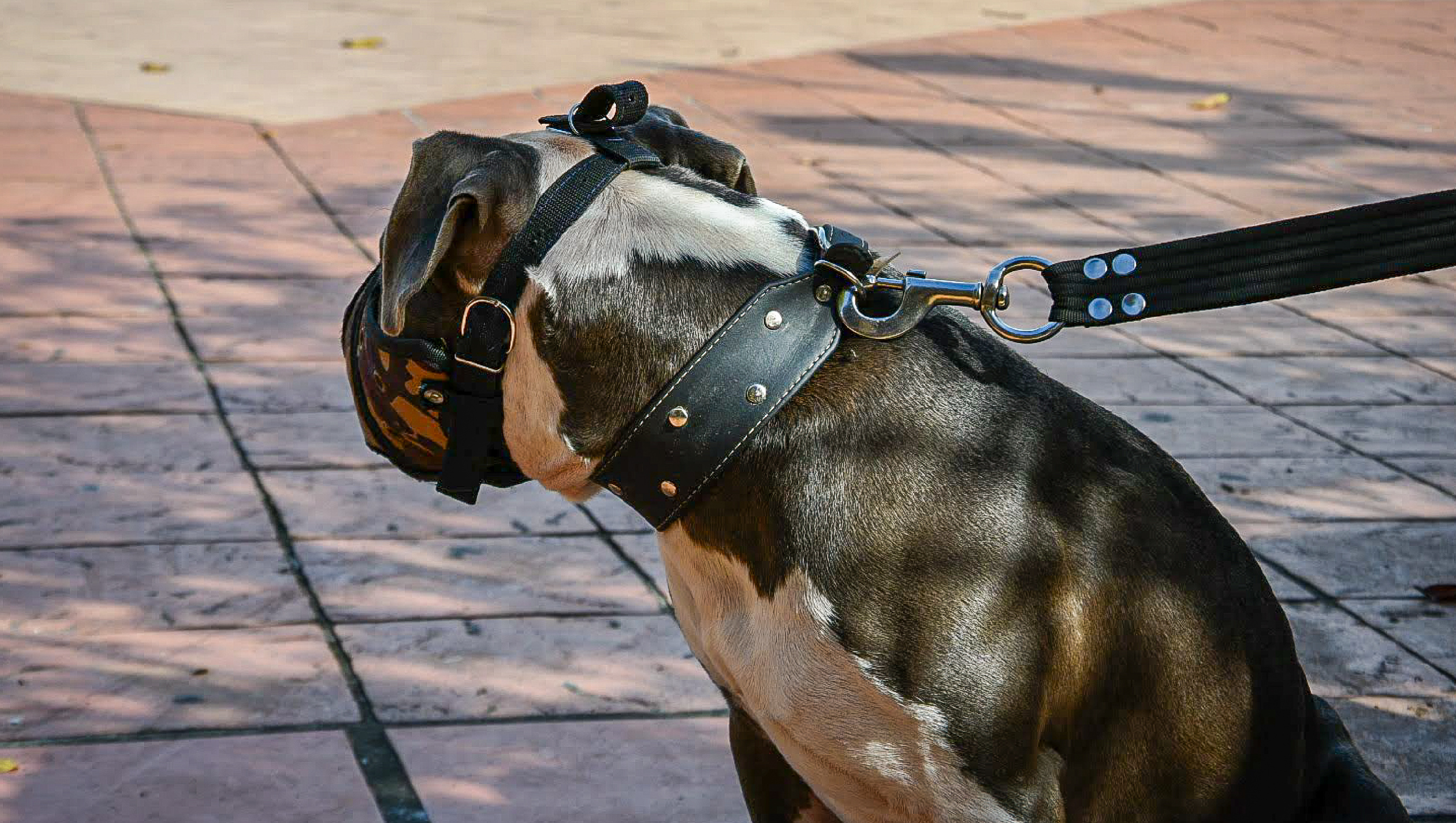 Guatapé inicia jornada para el registro de perros de raza de manejo especial